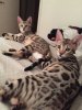 savannah6.jpg