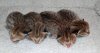 Atticus litter.jpg