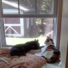 cats by window.jpg