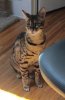 Zuri 8.15.15.jpg