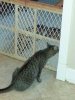 Zuri's first meeting with Mitzi 9.11.15.jpg