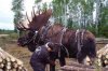 working moose.jpg