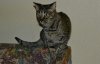 dsc_0009 crop.jpg