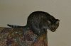 dsc_0003 crop.jpg