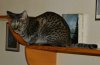 dsc_0003 crop.jpg