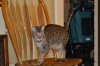 dsc_0017 crop.jpg