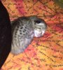 092115-siri-first-litter-2.jpg