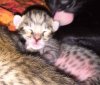 092115-siri-first-litter-3.jpg