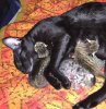 092115-siri-first-litter.jpg