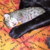 092115-siri-first-litter-4.jpg