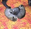 092115-siri-first-litter-5.jpg