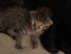 092815-siri-golden-kitten.jpg