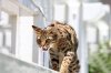 Savannah Cat 8_1.jpg