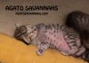 100115-siri-cool-kitten.jpg