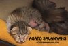 100115-siri-golden-kitten.jpg