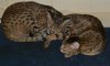 dsc_0003 crop.jpg