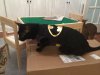 Batman Kitty 2015-10-16 20.07.21.jpg