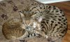 catnap 2.jpg