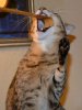 dsc_0027 crop.jpg