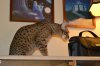 dsc_0016 small.jpg