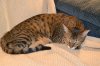 dsc_0002 small.jpg