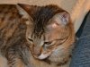 dsc_0005 crop.jpg