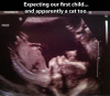expecting cat.png