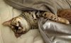 11-15-2015 Juba in bed.jpg