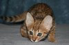 Riki 2015 1126 10.JPG