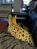 sofa back.jpg