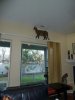 new cat walk.jpg