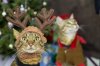 Holiday pet photos 2015-7.jpg