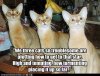 we 3 cats.jpg
