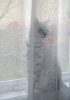 ghost cat.jpg