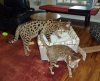 Taji and Atticus.jpg