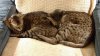Kilifi and Regulus sleeping small.jpg