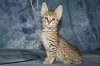 Amini Katika 2016 0103 01.JPG