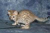 Imani Katika 2016 0103 19.JPG