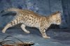 Imani Katika 2016 0103 20.JPG