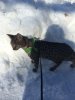 Baby Rey in the snow 2016-01-24 13.58.04.jpg