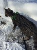 Baby Rey in the snow 2016-01-24 13.59.04.jpg
