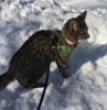 Baby Rey in the Snow 2016-01-24 13.59.44-2.jpg