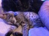 Rey snuggles 2015-11-29 18.34.18.jpg