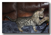 kitten1-2.png