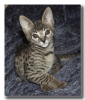 kitten2-1.png