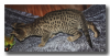 kitten2-2.png