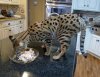 salmon treat.jpg