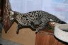 Shere Tani 2011 0226 06.JPG