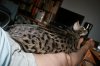 Shere Tani on my lap 2011 0610 02.JPG