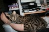 Shere Tani on my lap 2011 0610 04.JPG